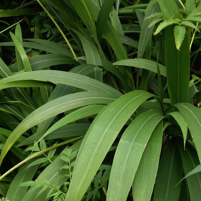 Setaria palmifolia - Palmen-Gras (Laub)