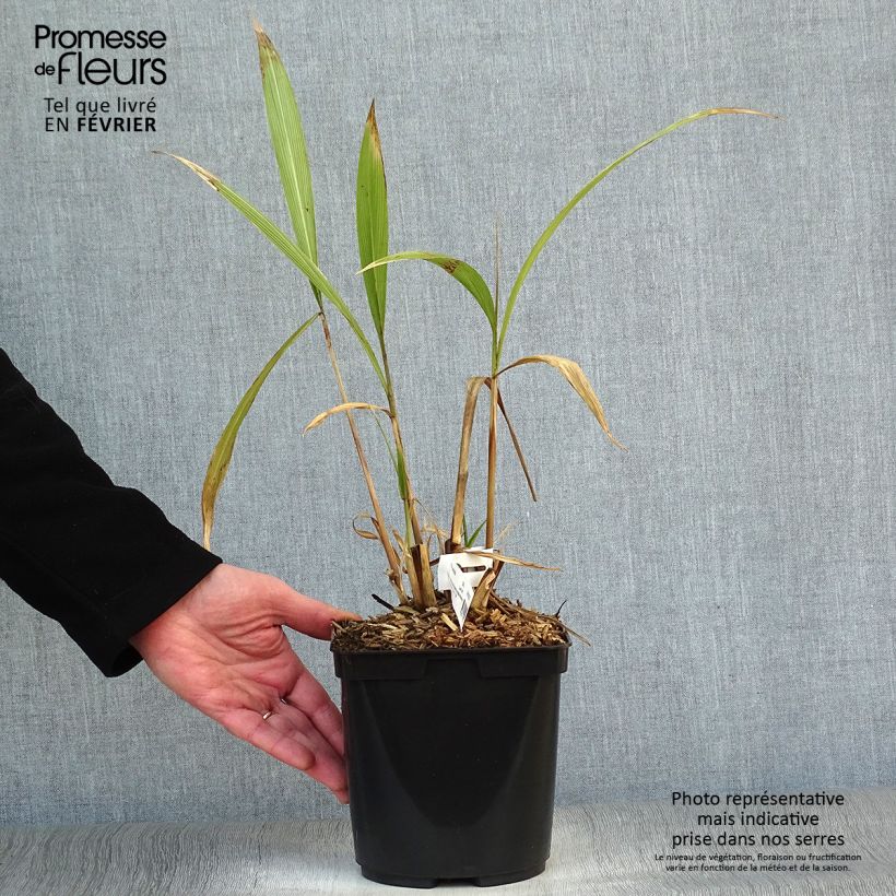 Exemplar von Setaria palmifolia - Herbe-palmier Pot de 2L/3L wie im Winter geliefert