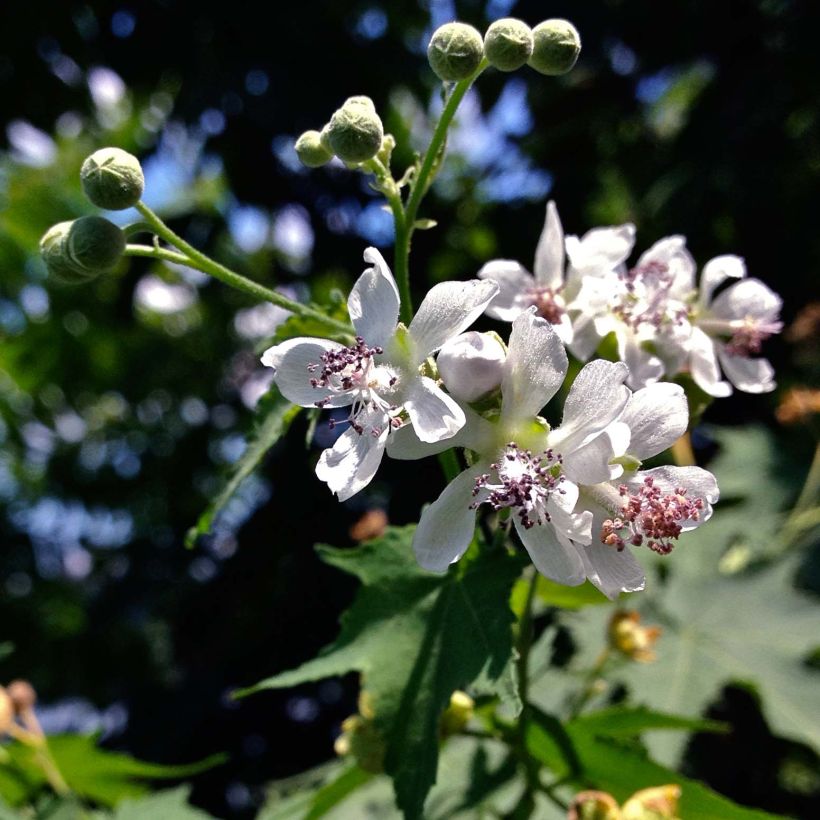 Sida hermaphrodita - Virginiamalve (Blüte)