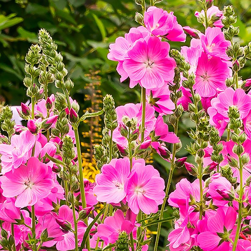 Sidalcea Candy Girl - Präriemalve (Blüte)