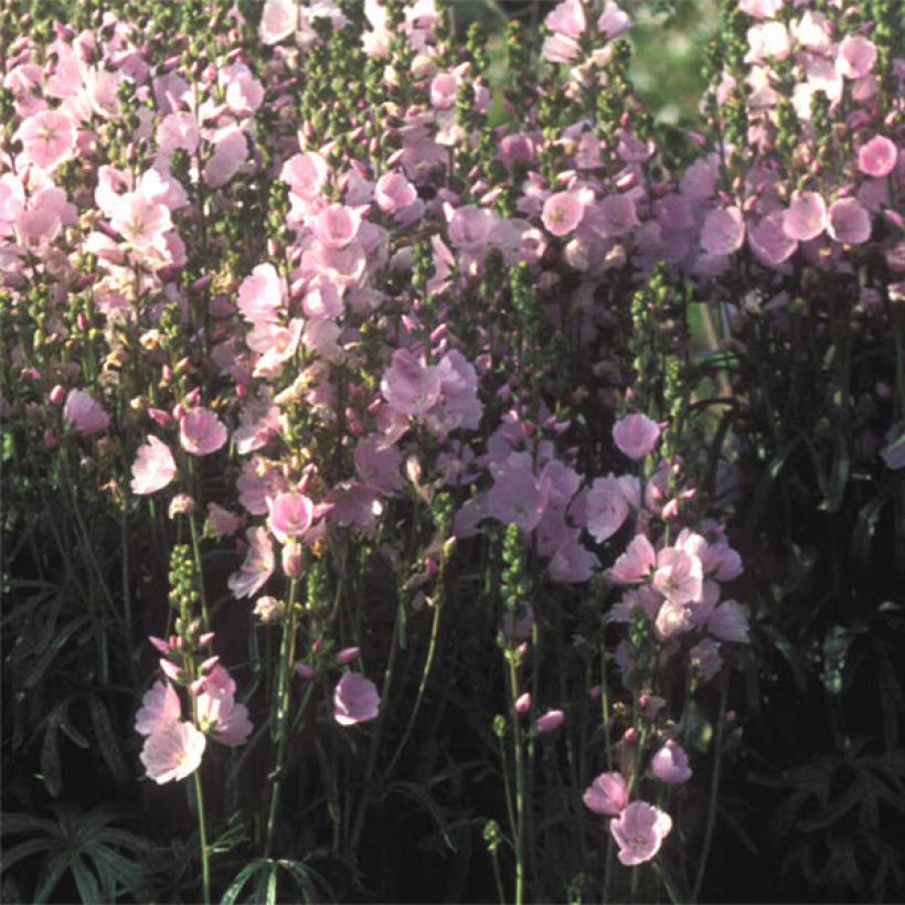 Sidalcea Little Princess - Präriemalve (Blüte)