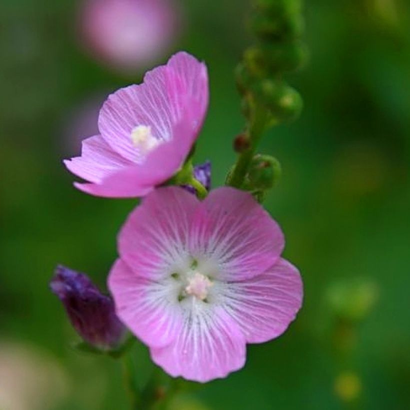 Sidalcea Party Girl - Präriemalve (Blüte)