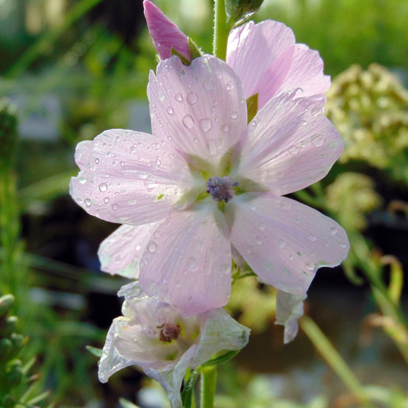 Sidalcea malviflora Elsie Heugh - Präriemalve (Blüte)