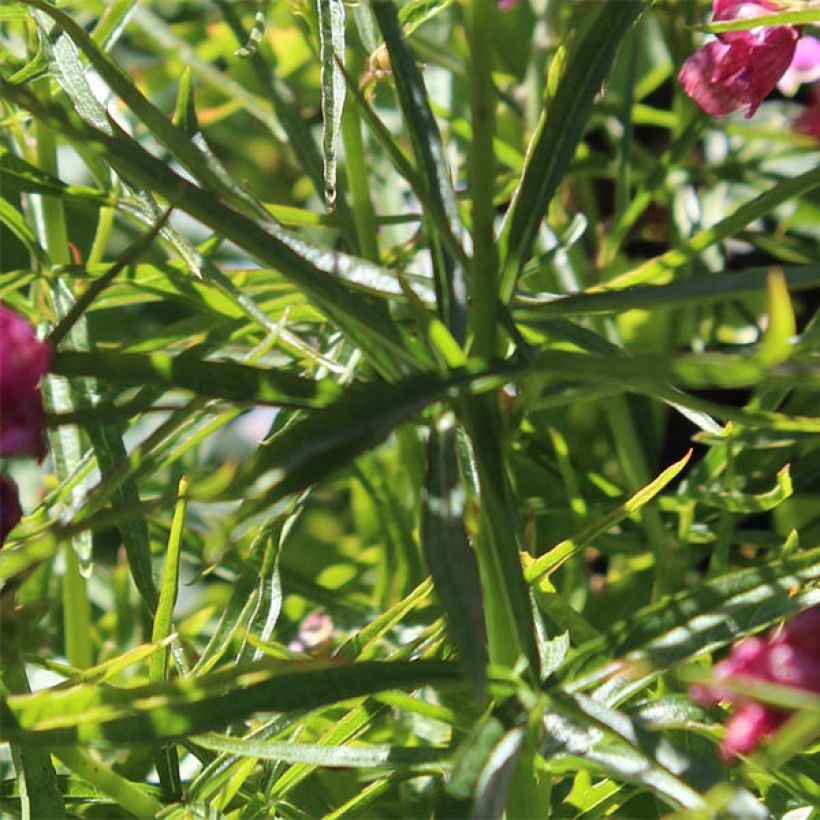 Sidalcea oregana Brilliant - Präriemalve (Laub)