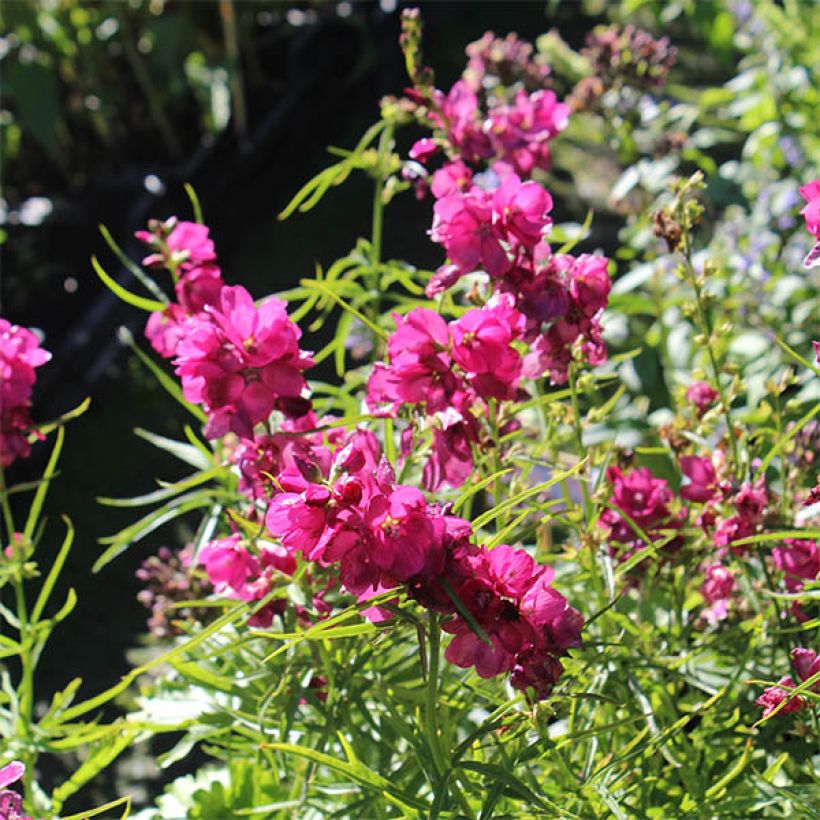 Sidalcea oregana Brilliant - Präriemalve (Blüte)