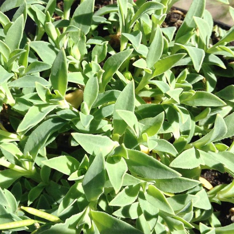 Klippen-Leimkraut Weisskehlchen - Silene uniflora (Laub)