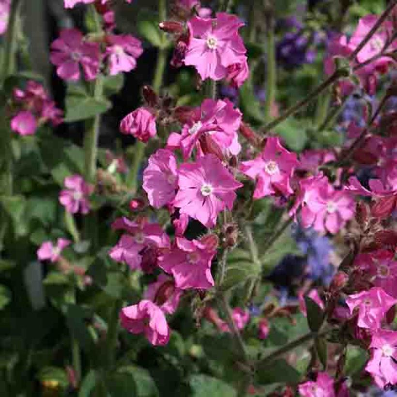 Lichtnelke Rollies Favorite - Silene robotii (Blüte)