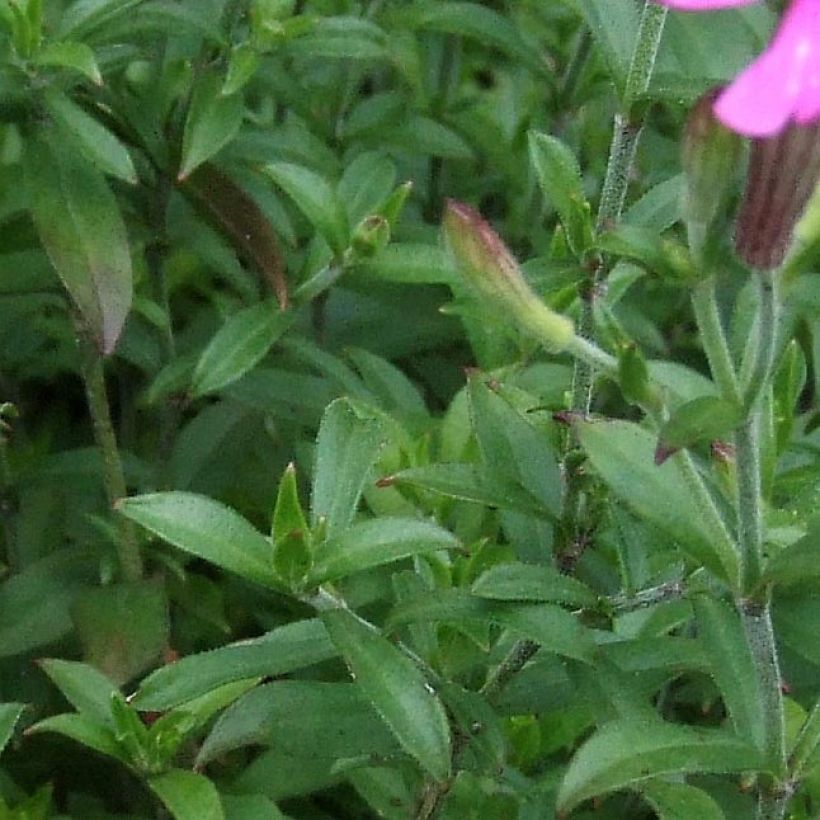 Herbst-Leimkraut - Silene schafta (Laub)