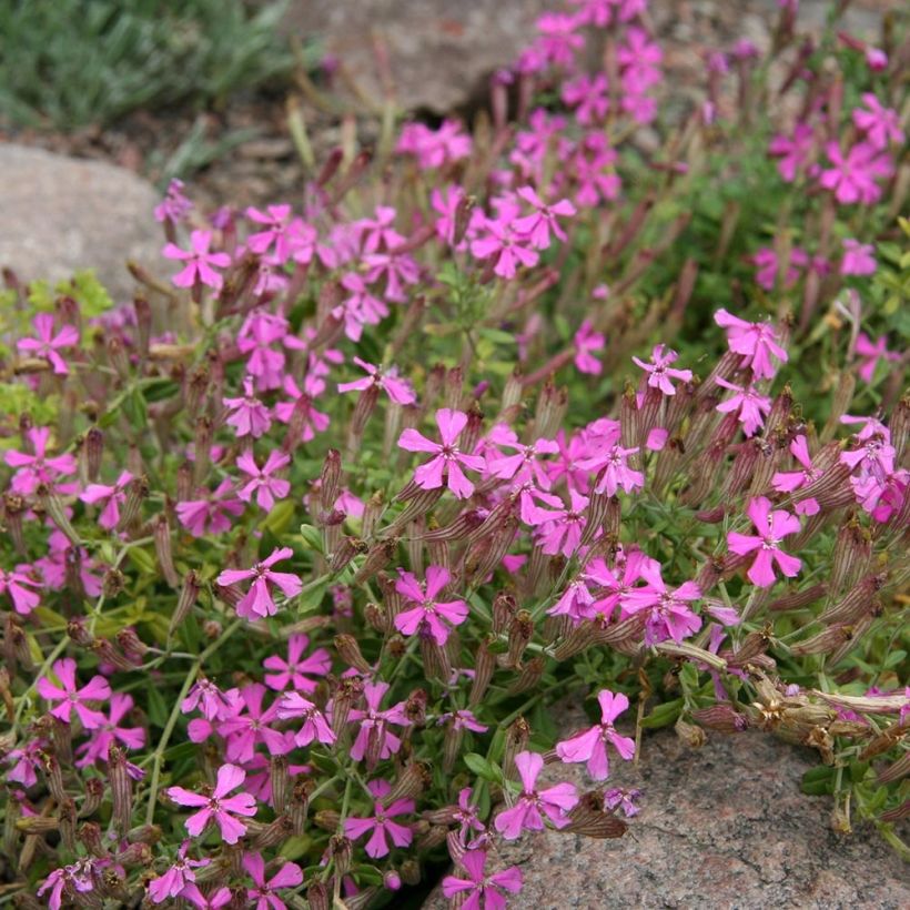 Herbst-Leimkraut - Silene schafta (Hafen)