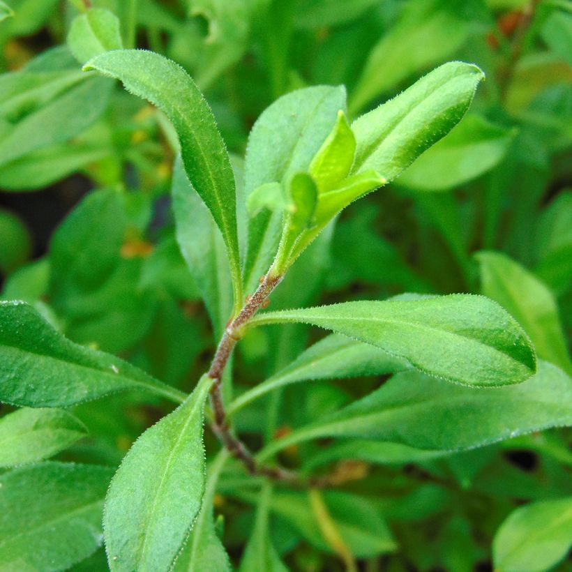 Herbst-Leimkraut Splendens - Silene schafta (Laub)