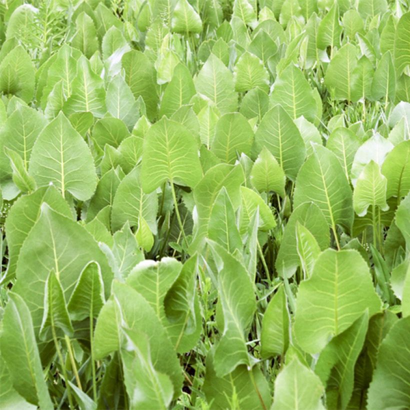 Silphium terebinthinaceum - Becherpflanze (Laub)