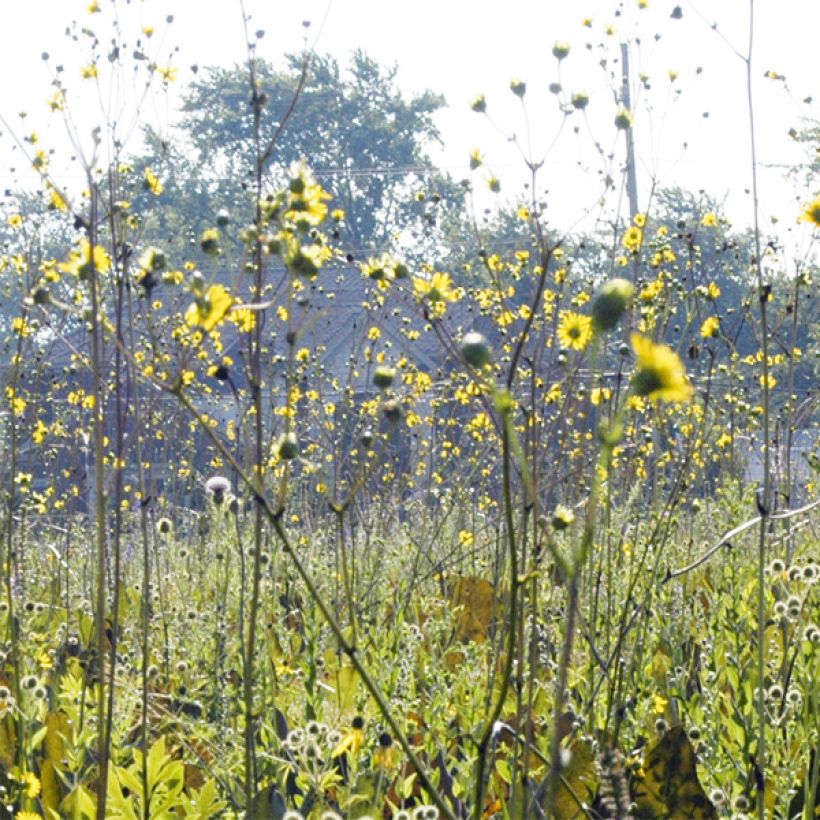 Silphium terebinthinaceum - Becherpflanze (Blüte)