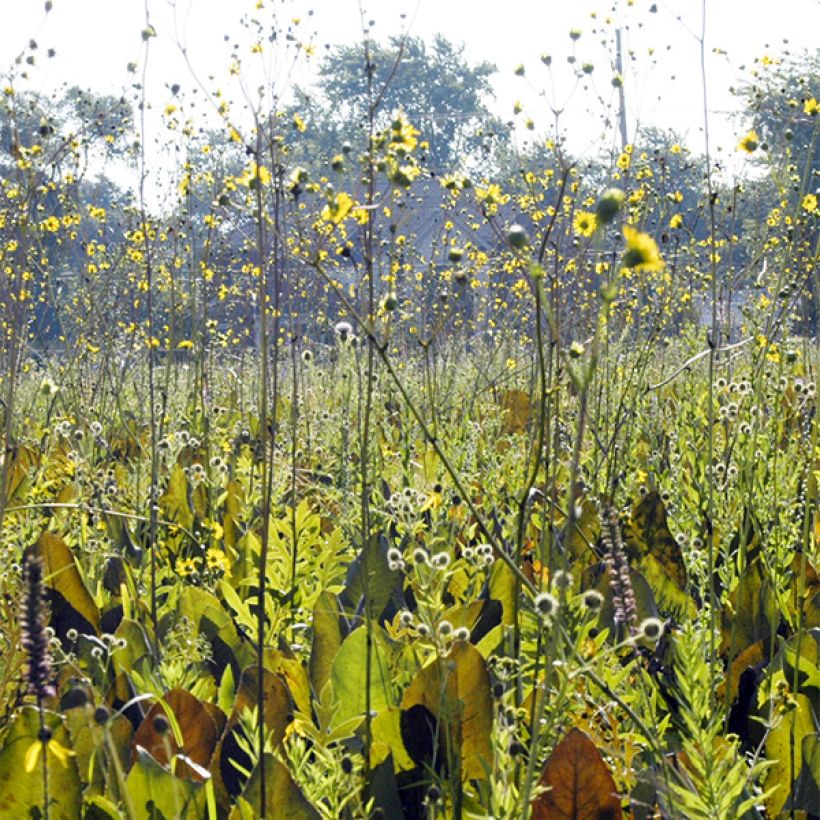 Silphium terebinthinaceum - Becherpflanze (Hafen)