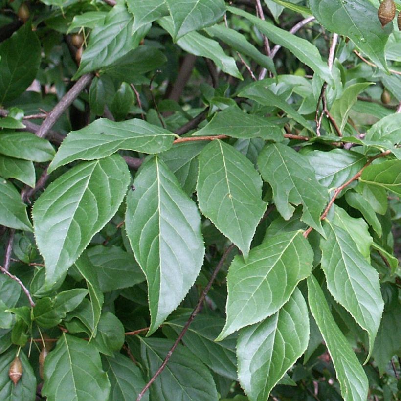 Sinojackia xylocarpa - Jacks-Baum (Laub)