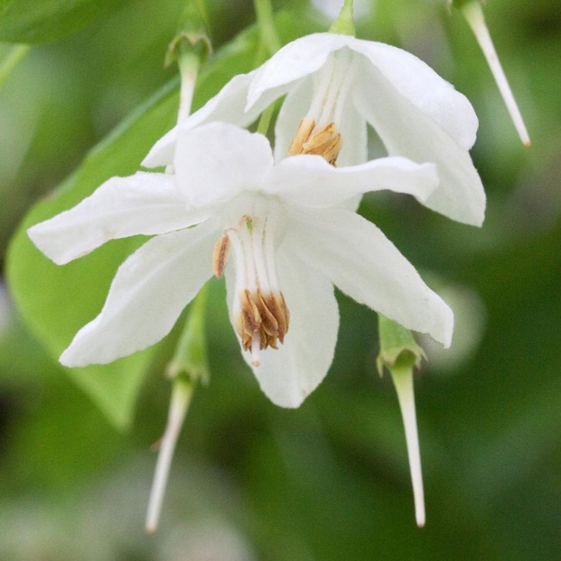 Sinojackia xylocarpa - Jacks-Baum (Blüte)