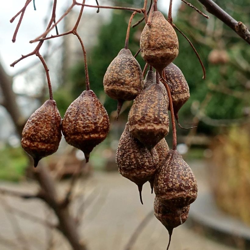 Sinojackia xylocarpa - Jacks-Baum (Ernte)