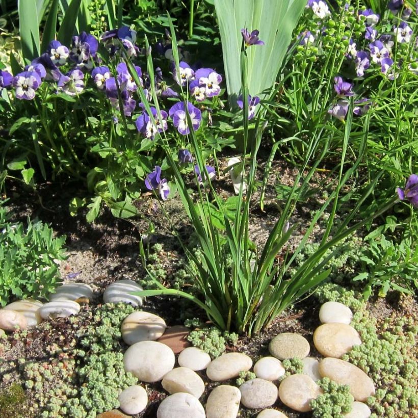 Sisyrinchium angustifolium Lucerne - Schmalblättriges Blauaugengras (Hafen)