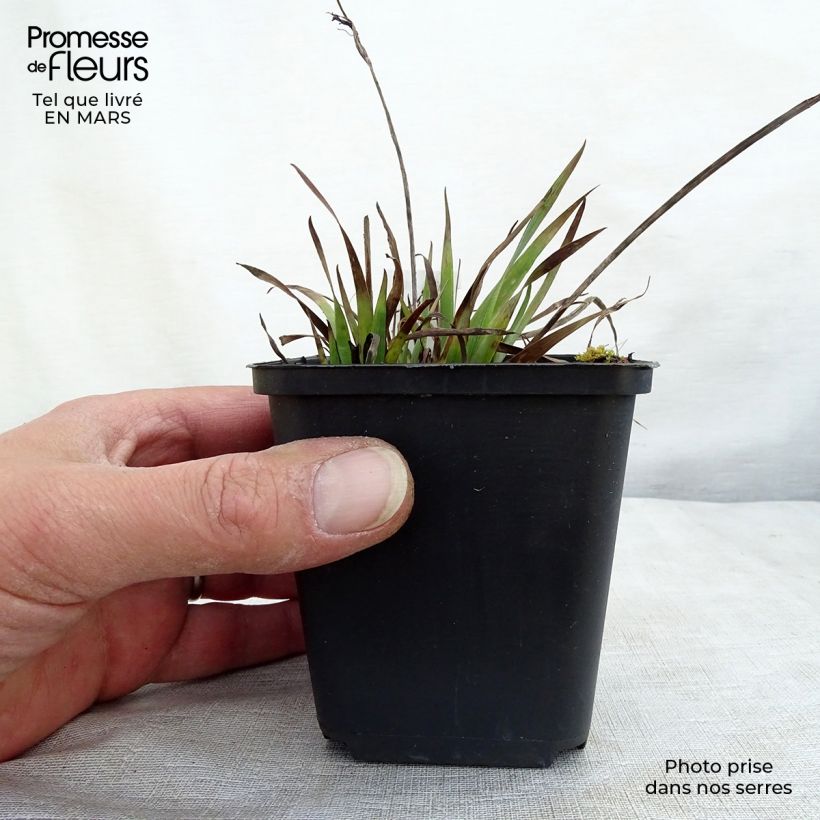 Exemplar von Sisyrinchium Lucerne - Bermudienne hybride Godet de 8/9 cm wie im Winter geliefert