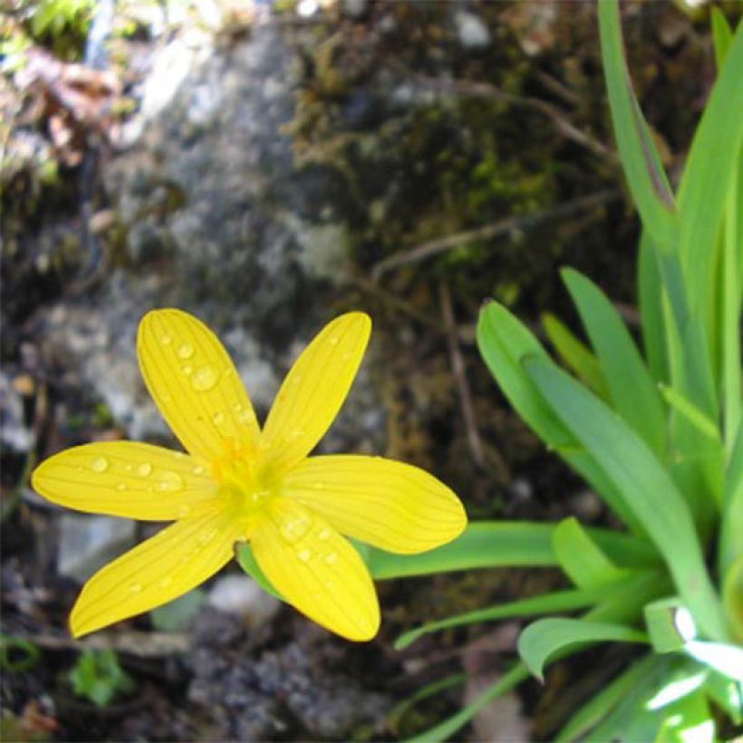 Sisyrinchium californicus - Binsenlilie (Blüte)