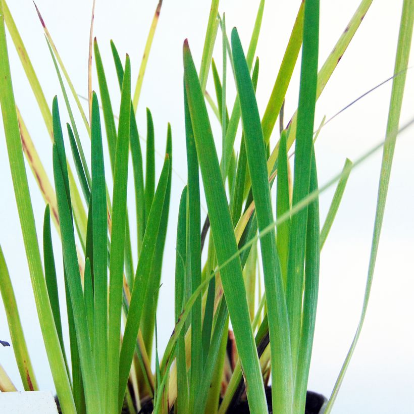 Sisyrinchium californicus - Binsenlilie (Laub)