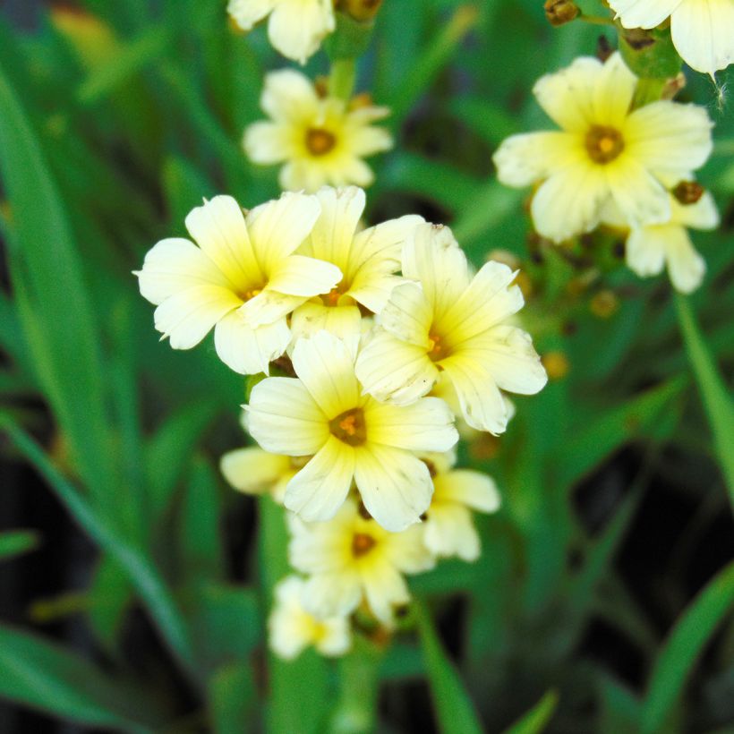 Sisyrinchium striatum - Binsenlilie (Blüte)