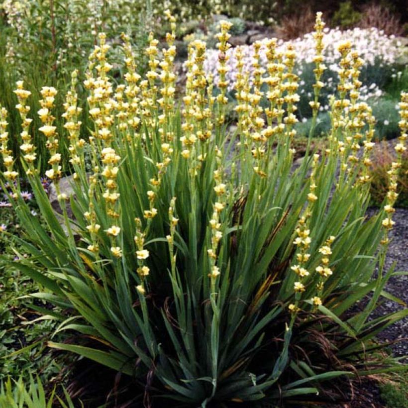 Sisyrinchium striatum - Binsenlilie (Hafen)