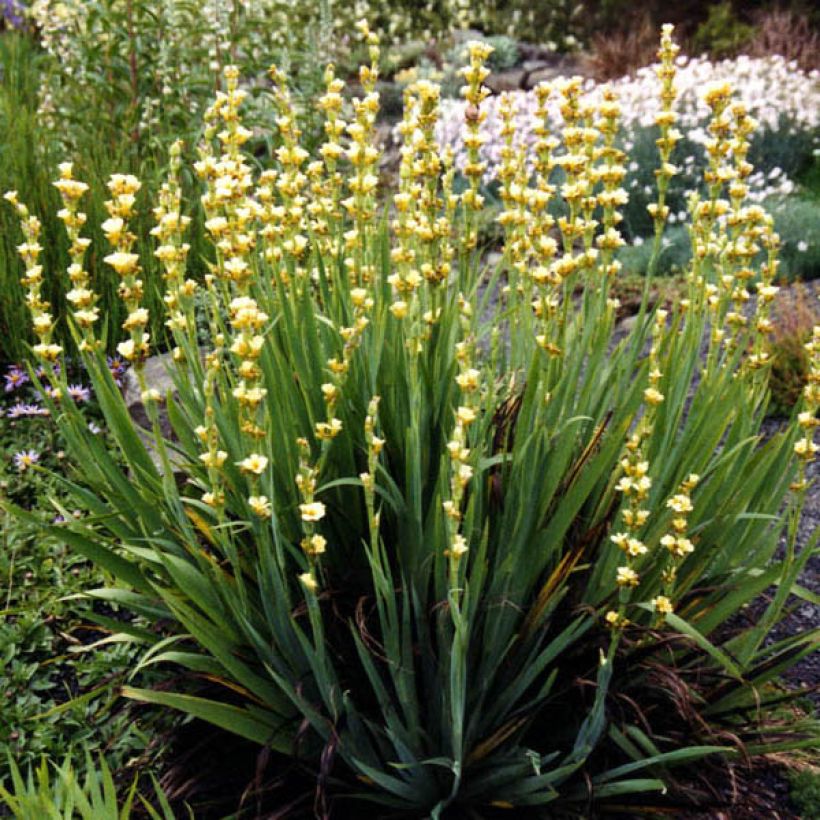 Sisyrinchium striatum Aunt May - Binsenlilie (Hafen)