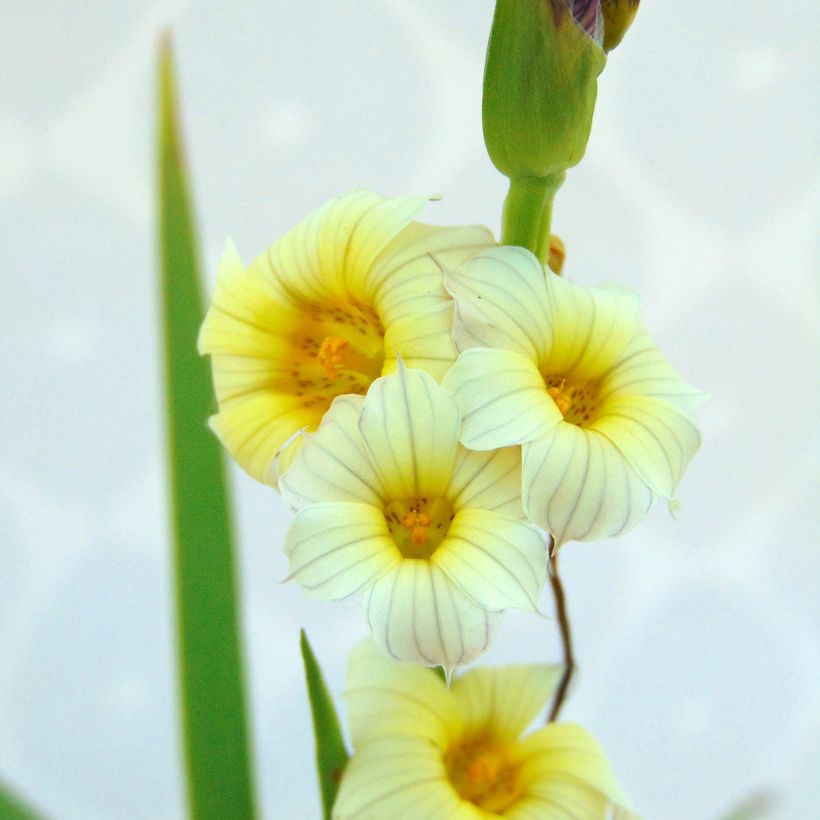 Sisyrinchium striatum - Binsenlilie (Laub)