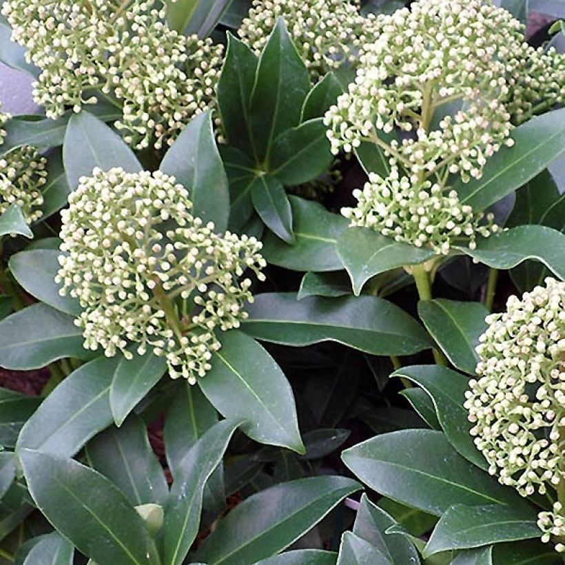 Skimmia japonica Fragrant Cloud (Laub)