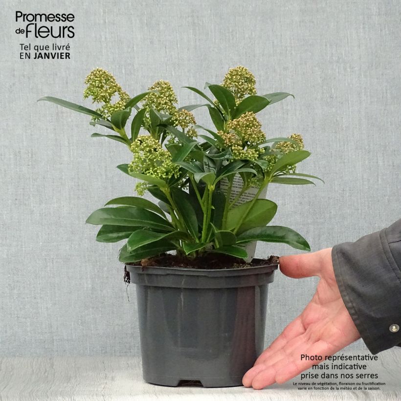 Exemplar von Skimmia japonica Fragrant Cloud Pot de 2L wie im Winter geliefert