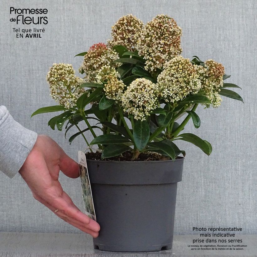 Exemplar von Skimmia japonica Fragrant Cloud Pot de 2L wie im Frühjahr geliefert