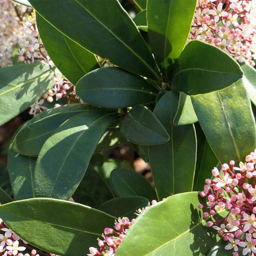 Skimmia japonica Godrie's Dwarf (Laub)