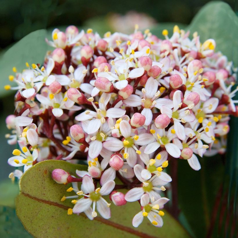 Skimmia japonica Godrie's Dwarf (Blüte)