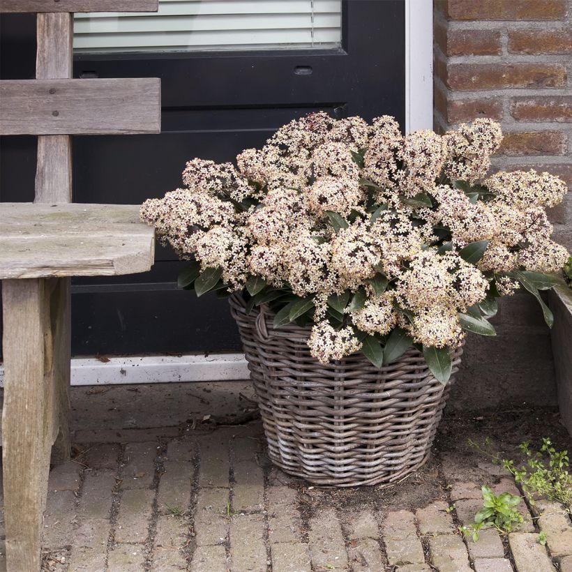 Skimmia japonica Godrie's Dwarf (Hafen)