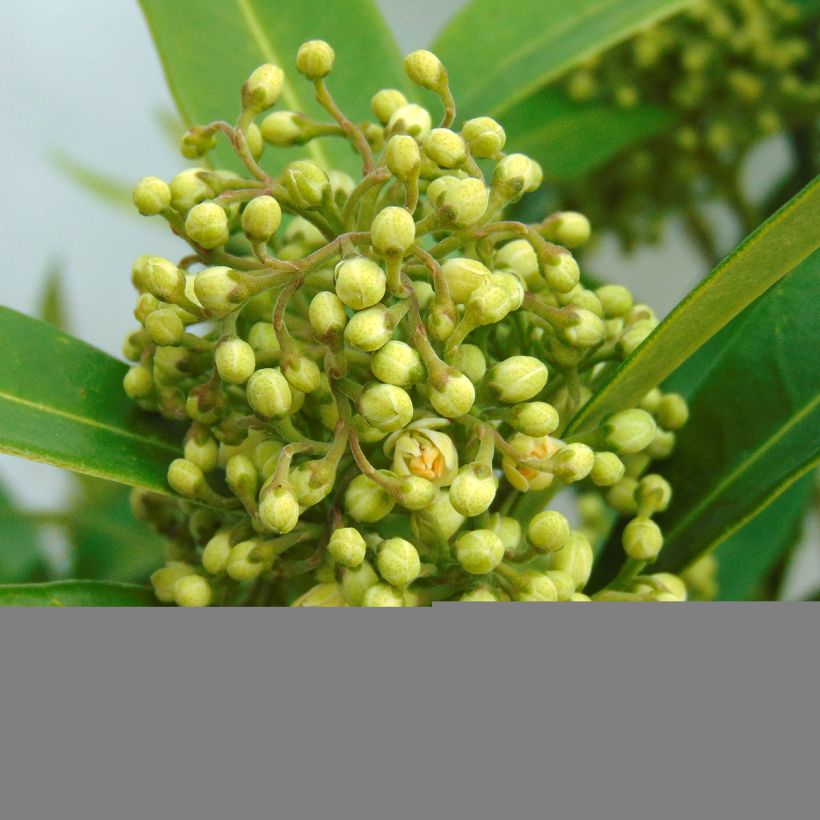 Skimmia japonica Kew Green (Blüte)