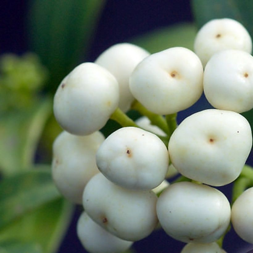 Skimmia japonica Kew White (Ernte)