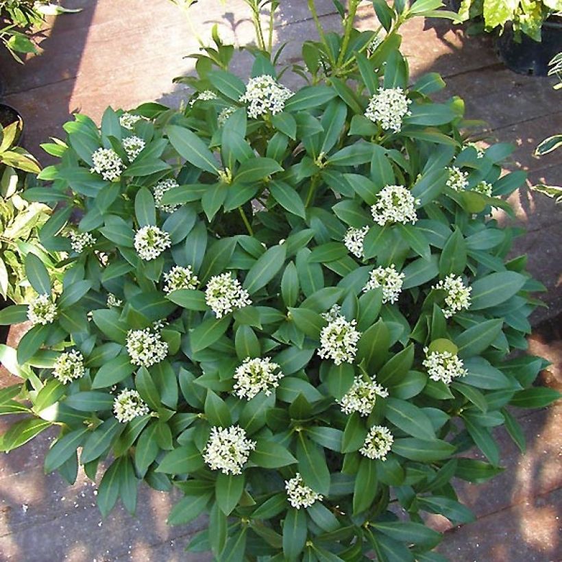 Skimmia japonica Kew White (Hafen)