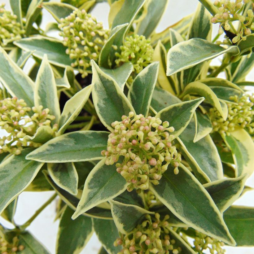 Skimmia japonica Magic Marlot (Laub)