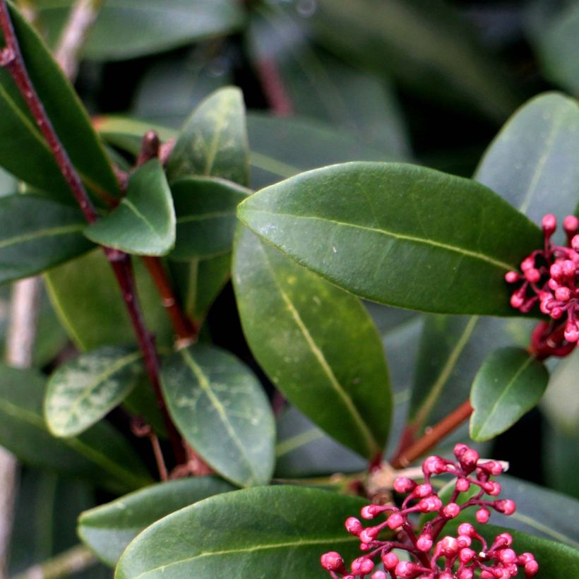 Skimmia japonica Rubella (Laub)