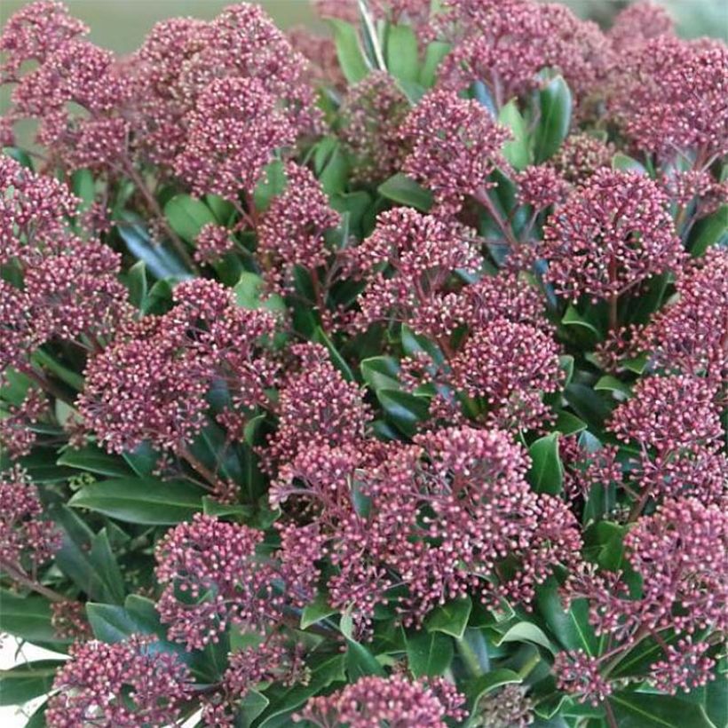 Skimmia japonica Rubesta (Blüte)