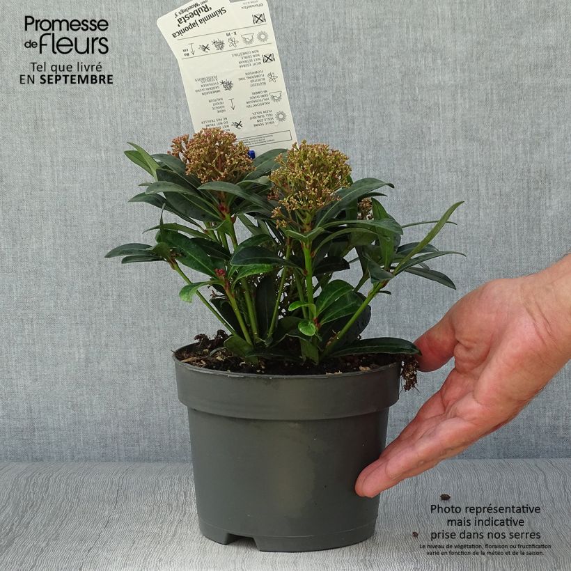 Exemplar von Skimmia japonica Rubesta Pot de 2L/3L wie im Herbst geliefert