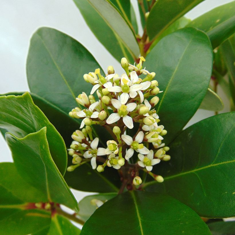 Skimmia japonica Veitchii (Blüte)