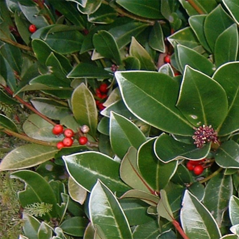 Skimmia reevesiana (Laub)