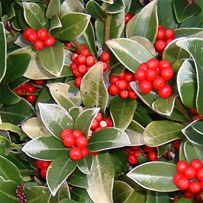 Skimmia reevesiana (Blüte)