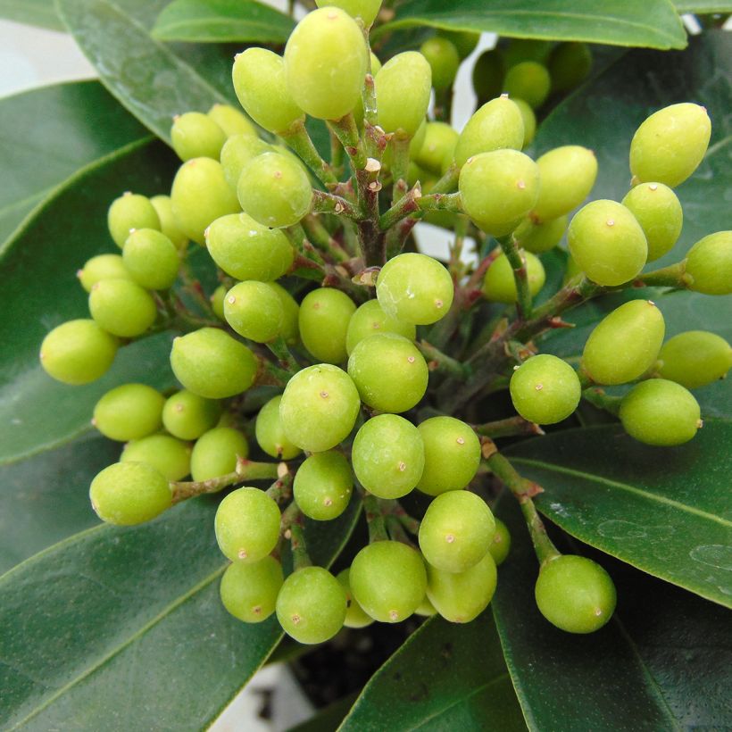 Skimmia reevesiana (Ernte)