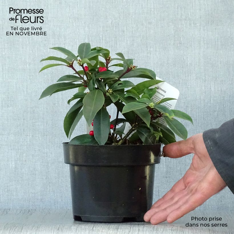 Exemplar von Skimmia reevesiana Pot de 1L/1,5L wie im Herbst geliefert