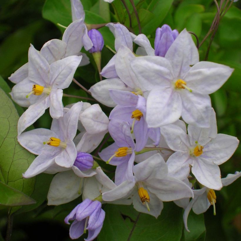 Solanum jasminoides Blue - Jasminblütige Nachtschatten (Blüte)