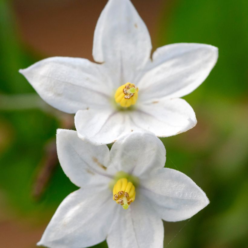 Solanum jasminoides - Jasminblütige Nachtschatten (Blüte)