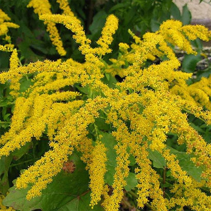 Kanadische Goldrute Gold King - Solidago canadensis (Blüte)