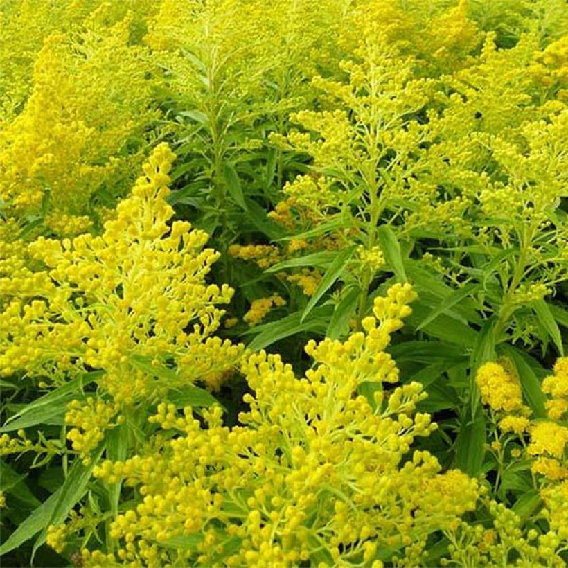 Goldrute Golden Mosa - Solidago (Blüte)